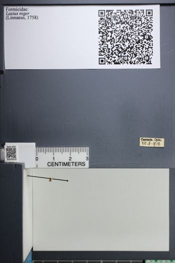 Media type: image;   Entomology 533216